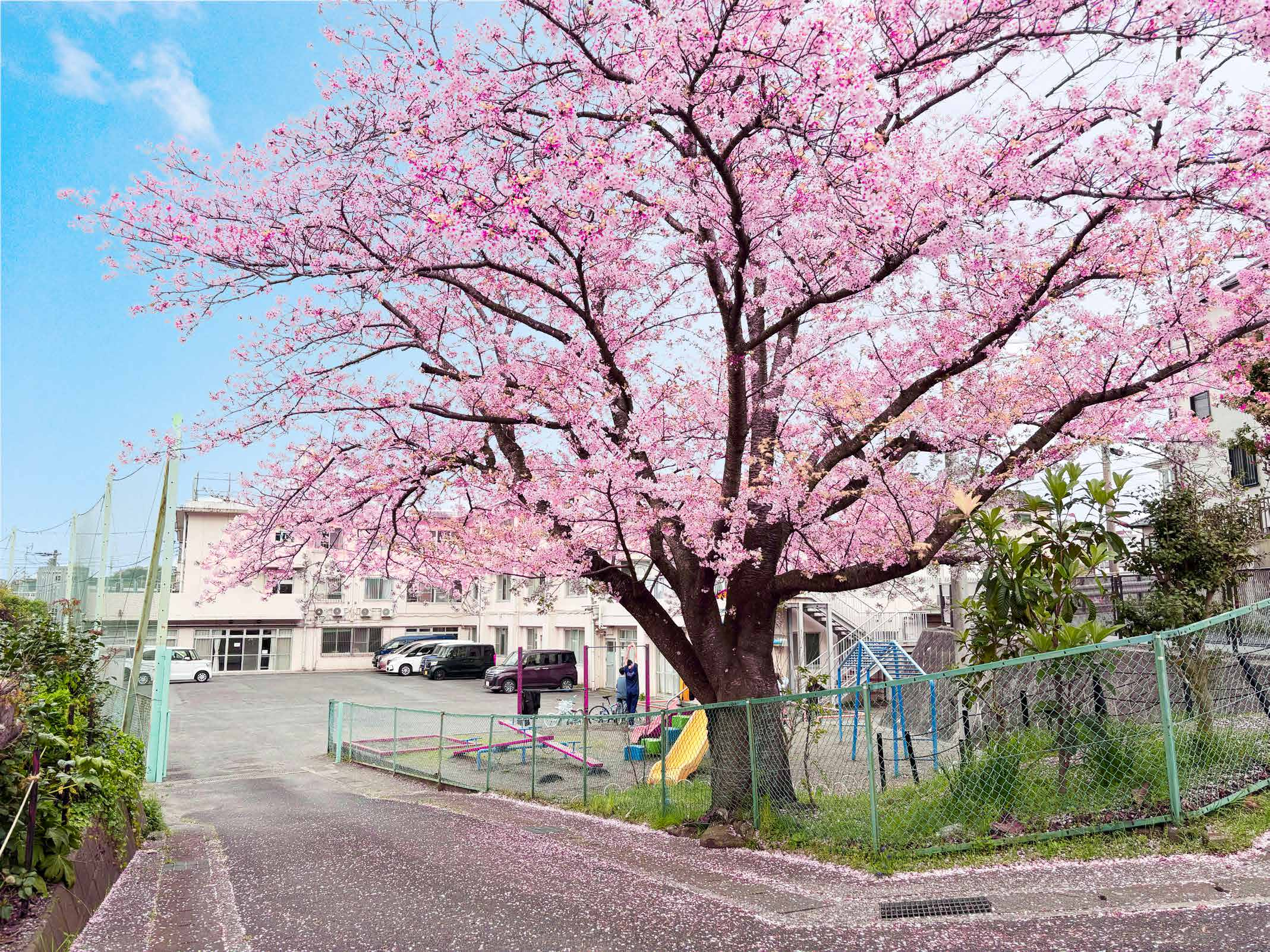 春光学園 園庭の桜