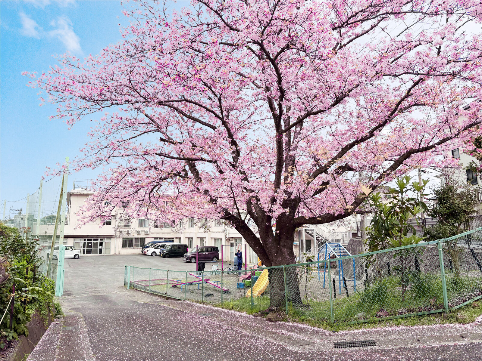 春光学園の園庭に咲く桜